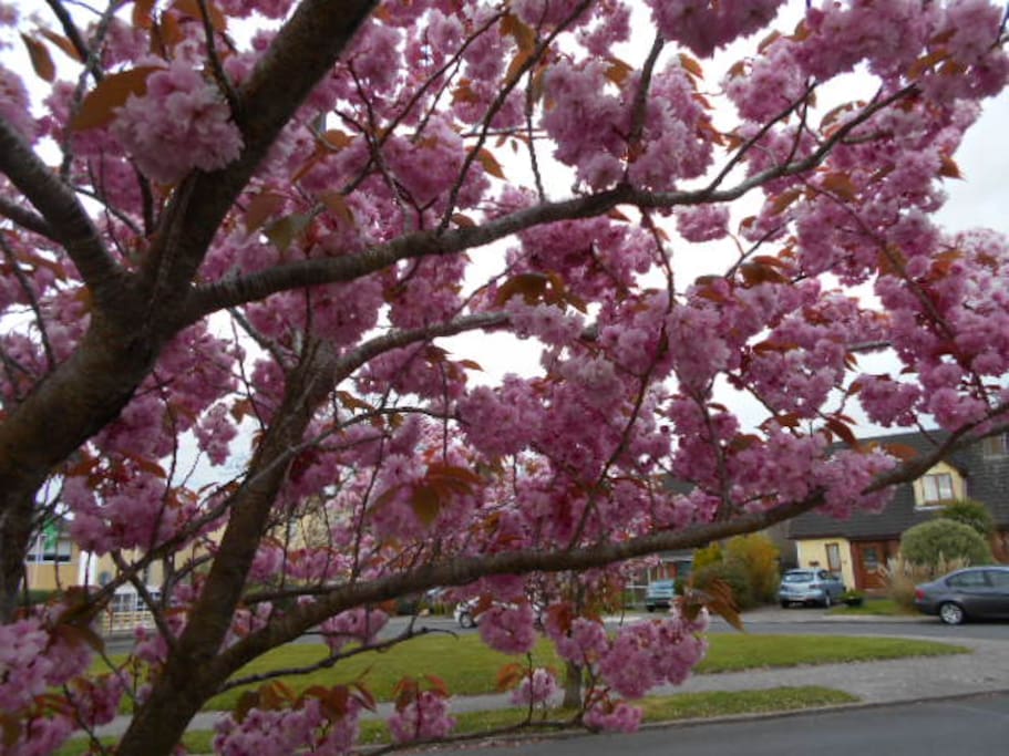Cherry blossoms in abundance to welcome you to the area!