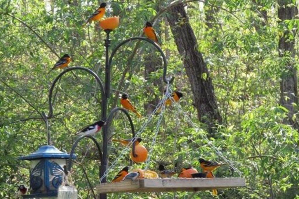 Birders dream oriole s prothonotary warblers Pileated woodpeckers among the standards. Boat tours available. White bass hybrids. Crappie under the dock. WALLEYE. blue cat availble