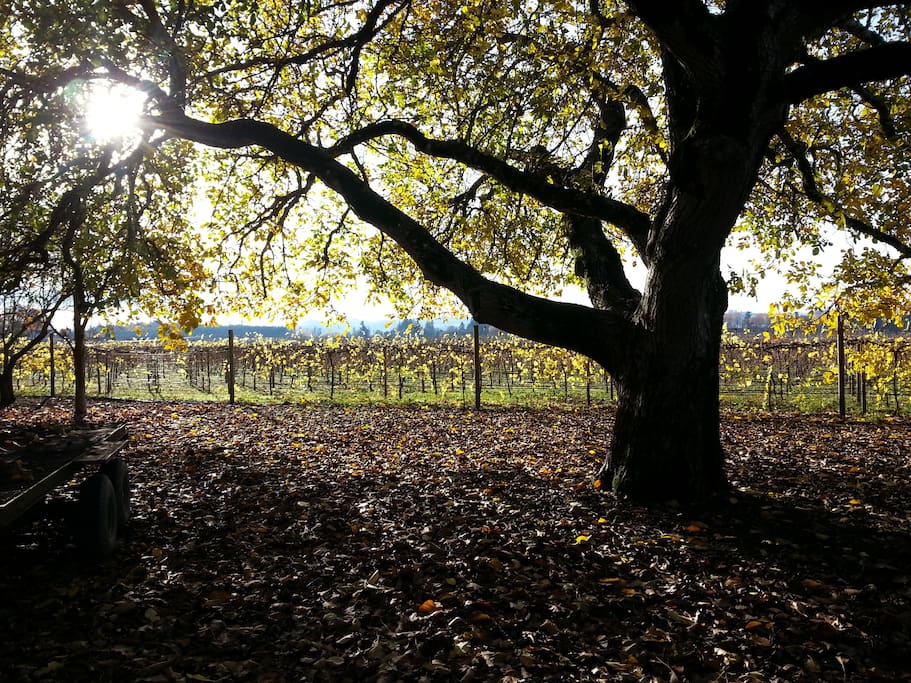 Filtered sunlight... Beautiful view from the Vista taken on site.