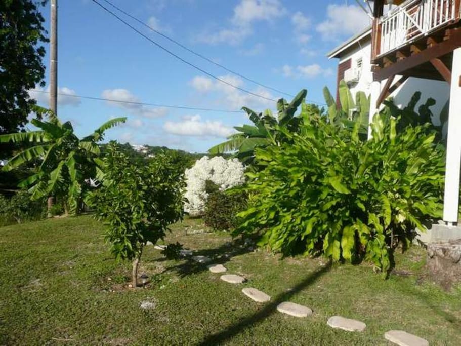 Jardin arboré