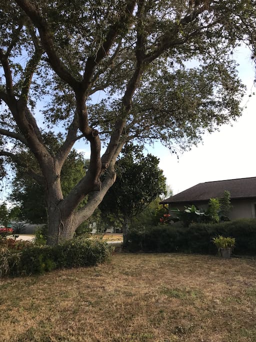 A historic Oak tree for a great backdrop.