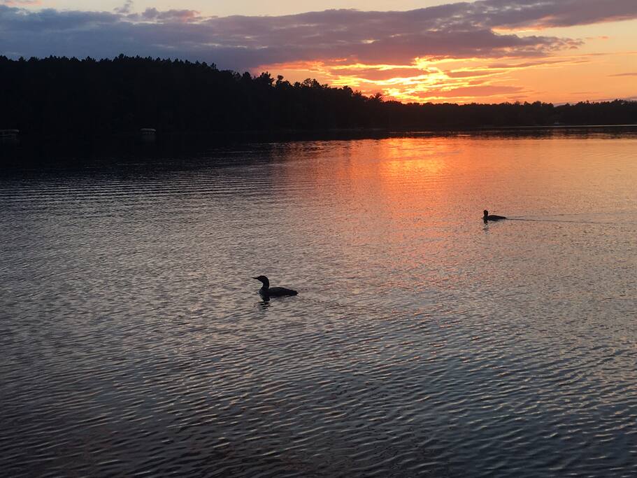 Come hear the call of the loons