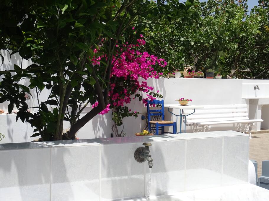 Orange trees and boukamvilie!