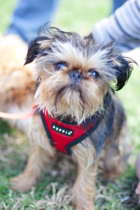 Coco the really cute friendly Griffon dog.