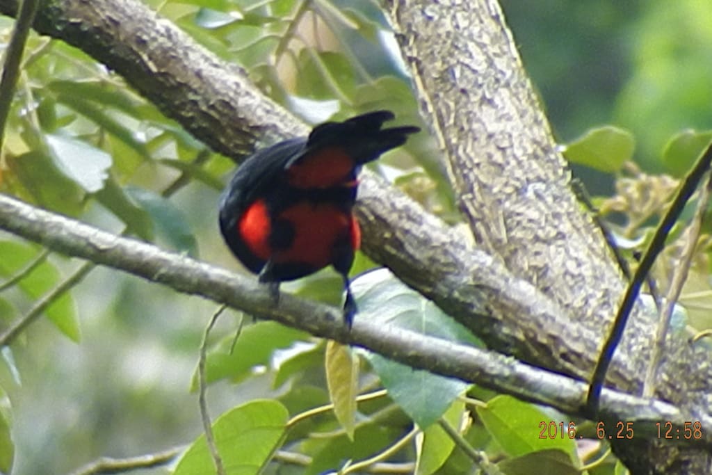 Avistamiento de aves