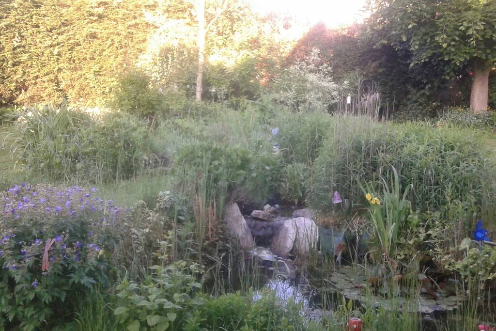 Jardin avec les grenouilles