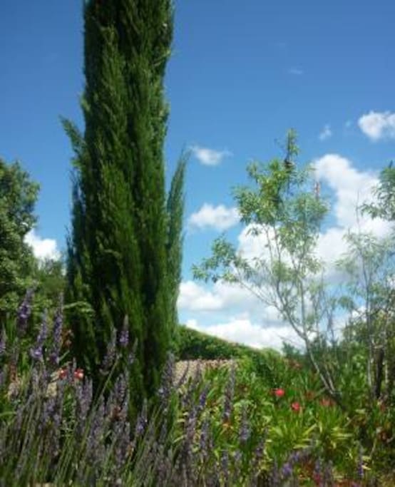 The garden