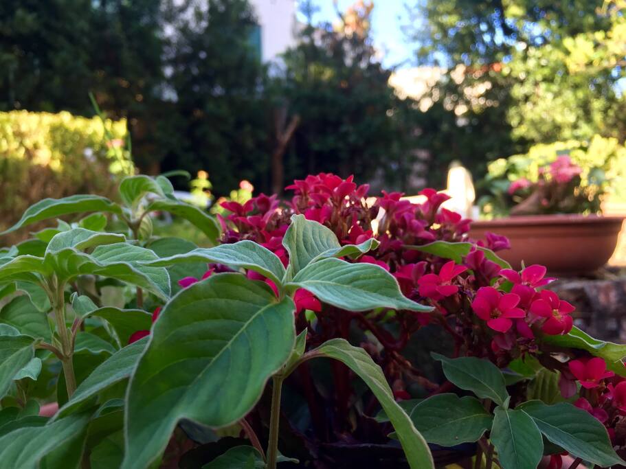 Giardino