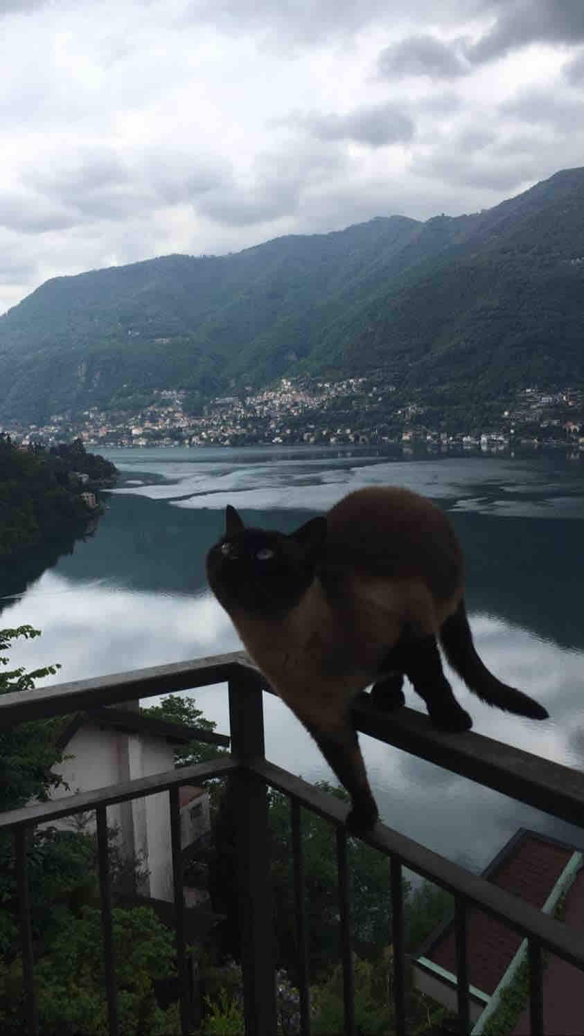 A scenic view displays a tranquil lake surrounded by mountains, with a charming cat perched on a balcony railing. The calm water reflects the landscape, creating a sense of serenity beneath the overcast sky.
