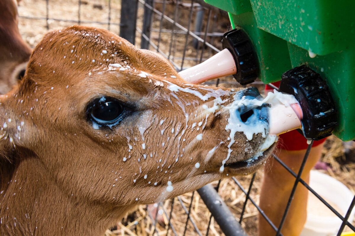 The Dairyman