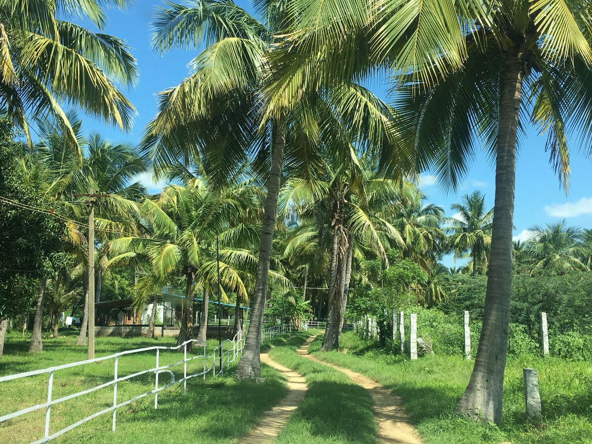 A winding dirt path is framed by tall coconut palm trees, leading through lush greenery. The vibrant blue sky is visible above, creating a serene rural landscape. White fencing can be seen contrasting against the rich greenery, enhancing the natural setting.