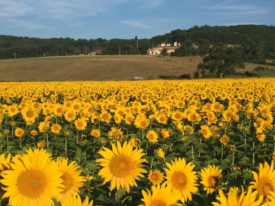 July in the countryside