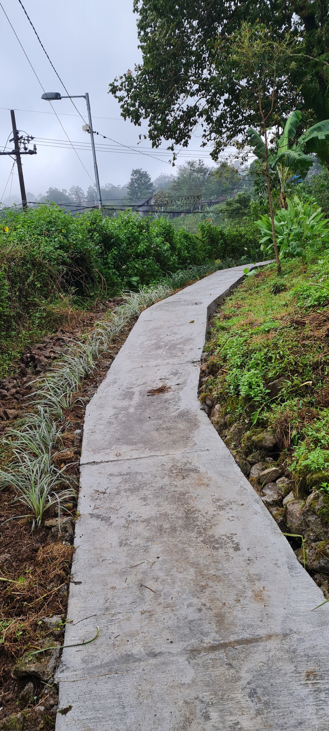 A winding concrete path extends through the greenery, surrounded by lush plants and trees. The pathway is bordered by low growing vegetation, flanked by a natural landscape, leading towards a distance shrouded in mist.