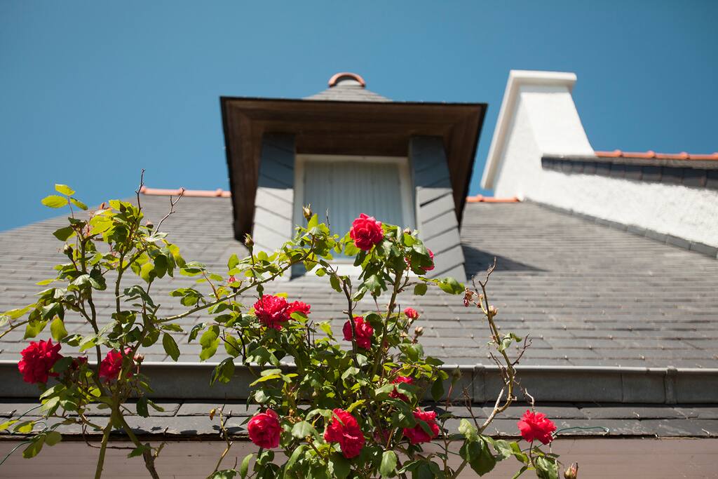 rosiers