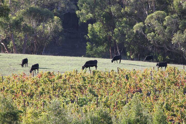 Monterey Stud – Stunning Views! gallery image 3