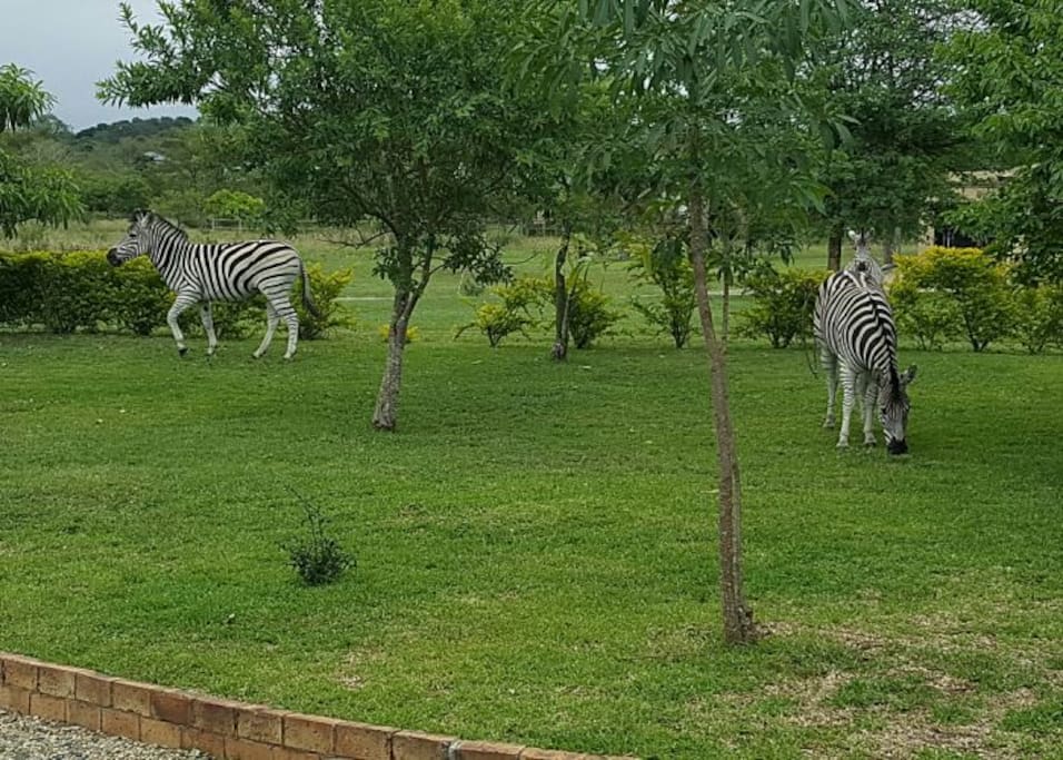 Wildlife Estate