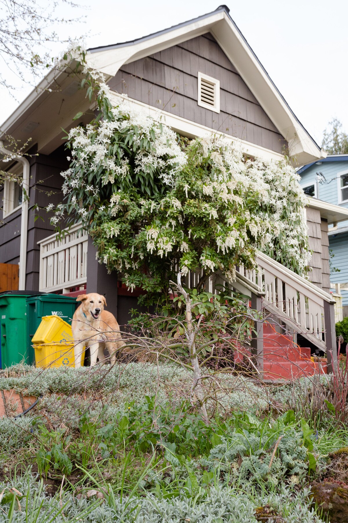 A charming home is shown with a lush, flowering tree in front. A friendly golden retriever sits nearby, while green and yellow recycling bins are positioned on the side. The house features a welcoming porch with stairs leading up.