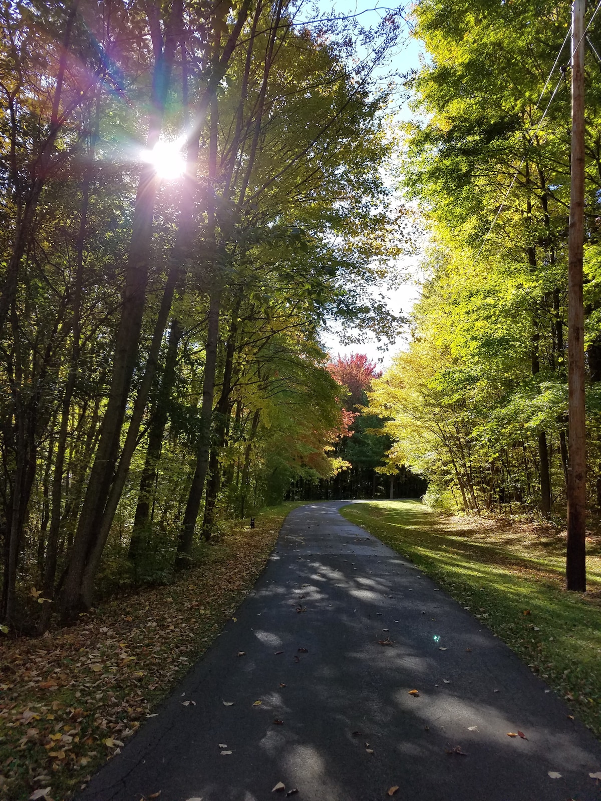 A serene pathway meanders through a wooded area, framed by tall trees displaying a range of green and autumn colors. Sunlight filters through the leaves, creating a dappled light effect on the asphalt surface, inviting exploration along this peaceful trail.