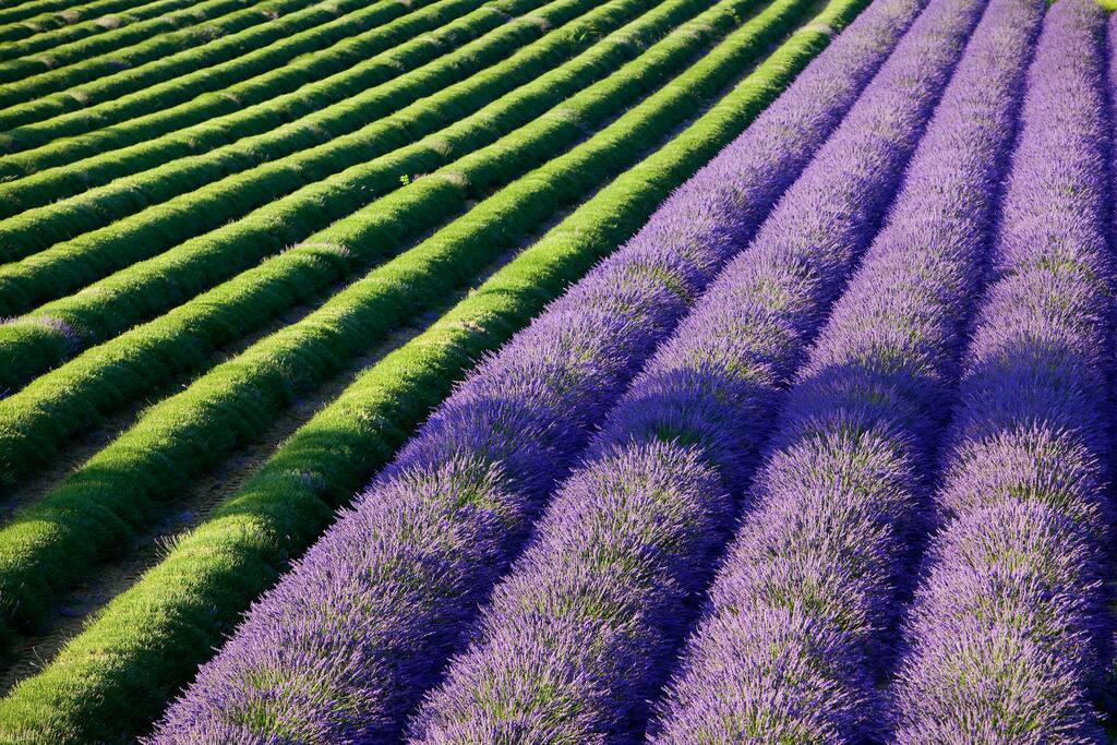 plateau valensole