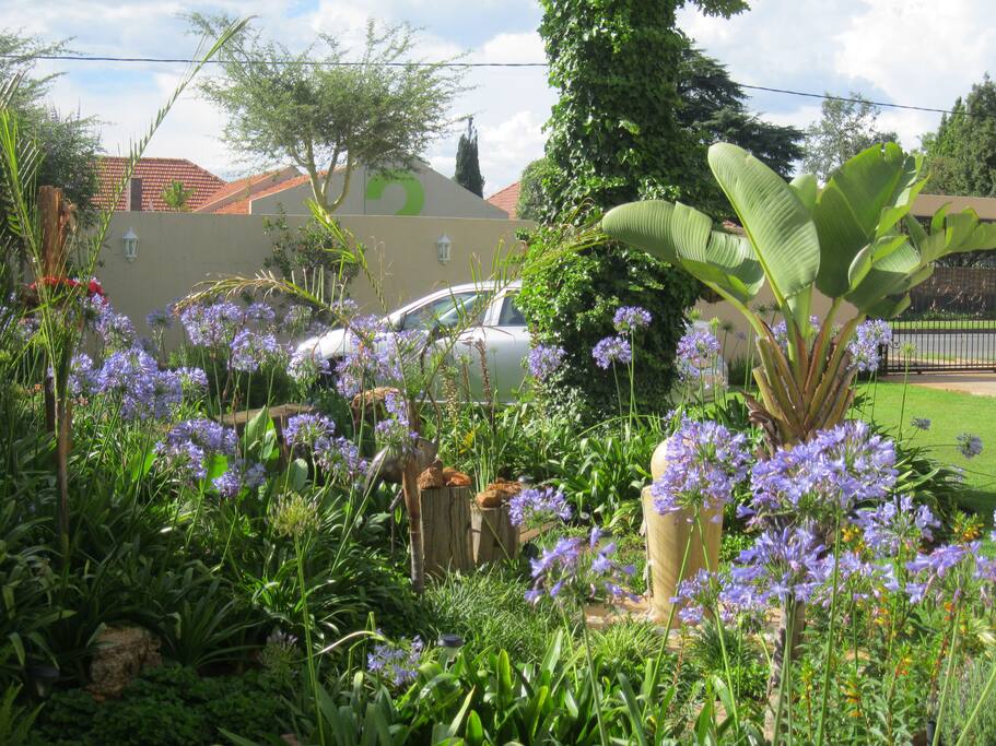 The front garden in summer.