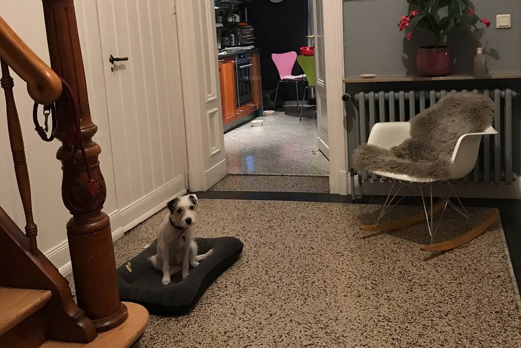 Treppenhaus mit Hund