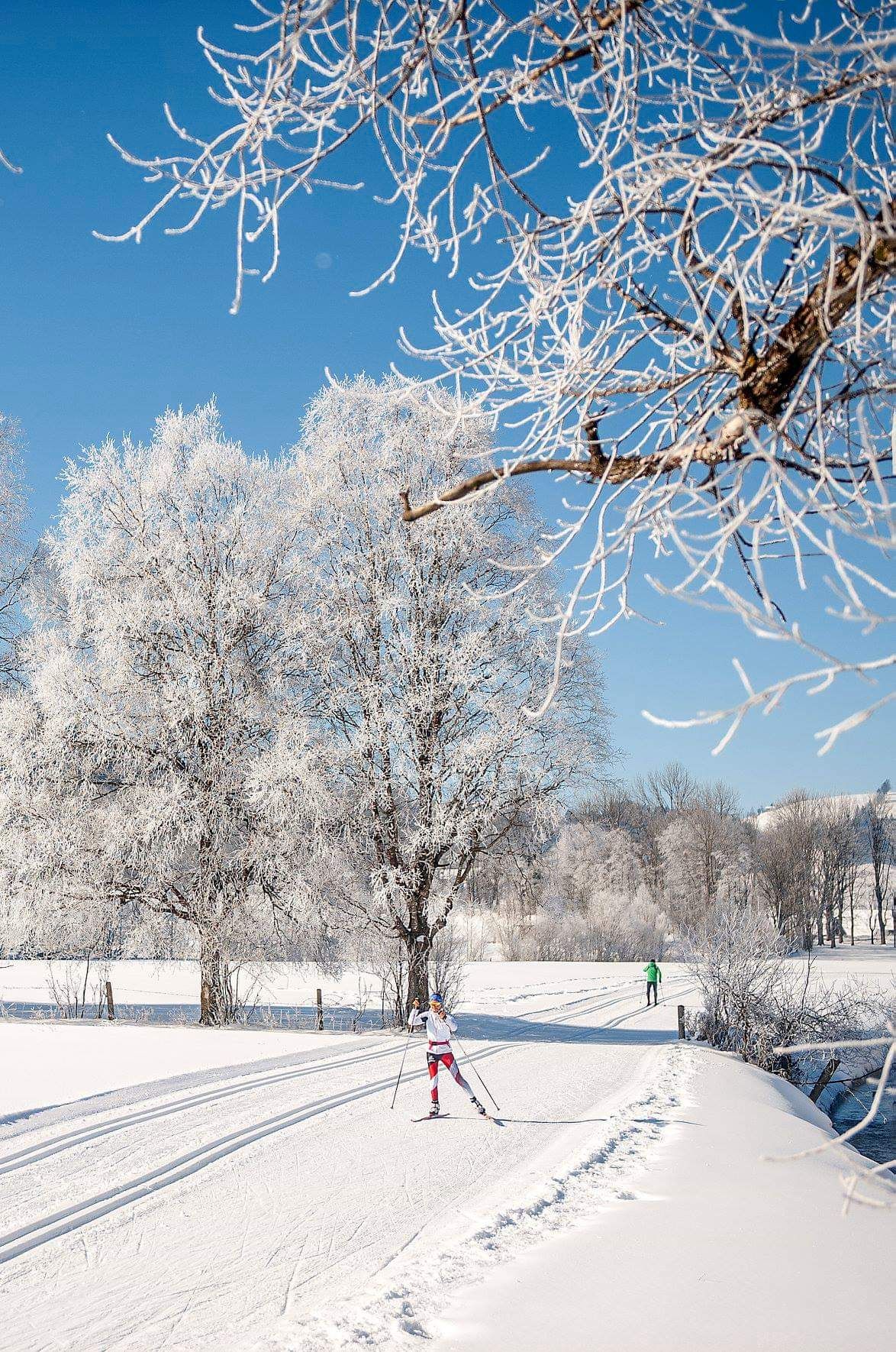 A snowy landscape captures cross-country skiers gliding along a groomed path. Frosted trees line the route, emphasizing the serene winter scenery under a clear blue sky. The untouched snow creates a peaceful backdrop for outdoor winter activities.