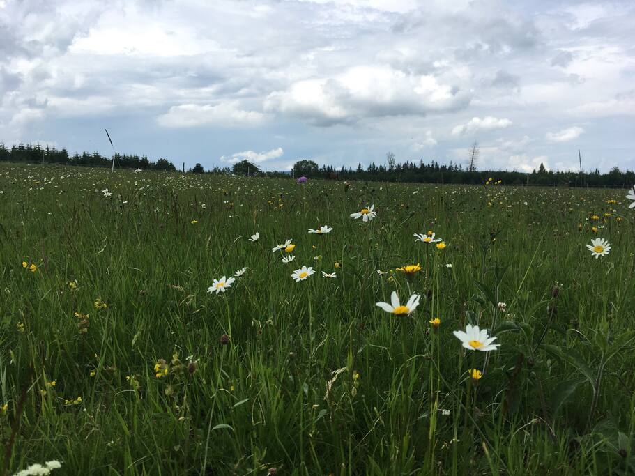 Sommer Wiese