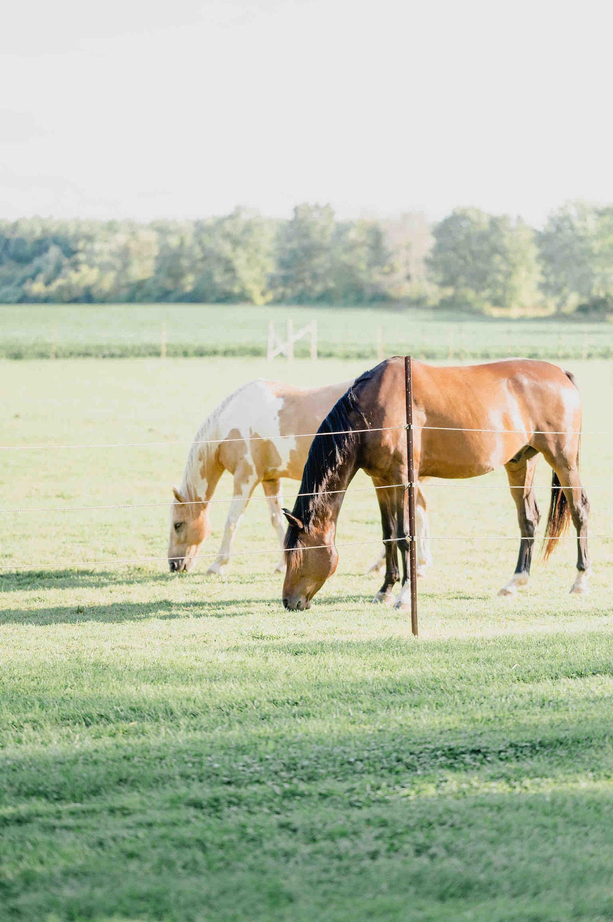 Two horses graze peacefully in a lush green pasture. One horse is a light cream color with patches, while the other is a rich brown. The serene landscape is framed by trees in the background, creating a tranquil rural setting.