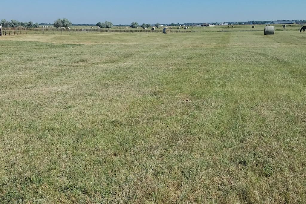 Pasture is ready for guests!
