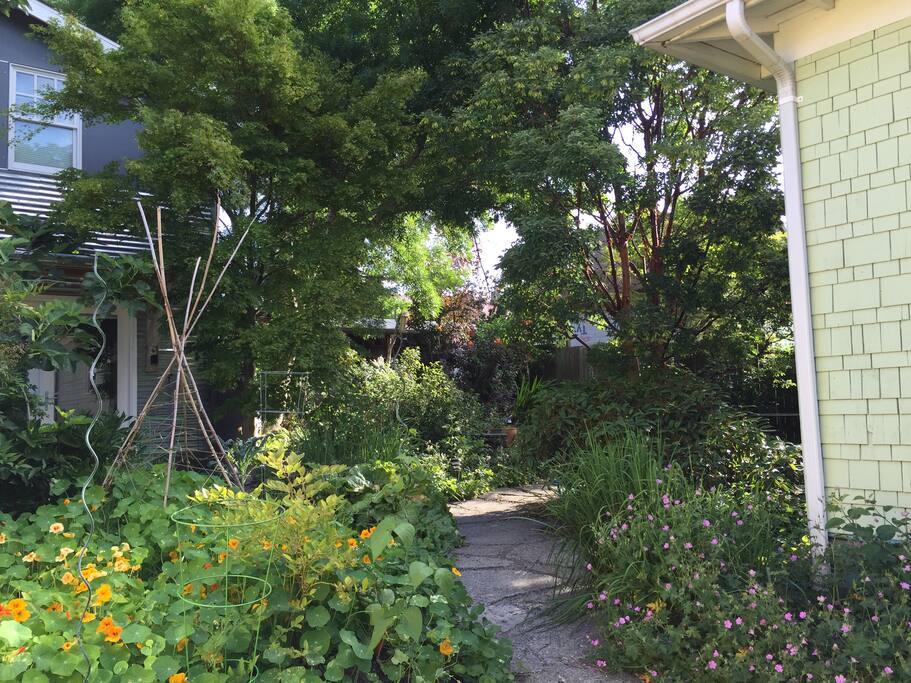 The garden path