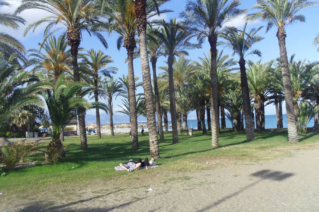 OASIS DE PALMIERS SUR LA PLAGE