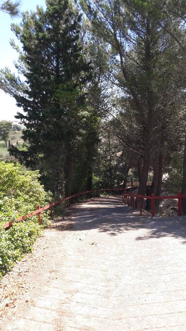 Viale alberato