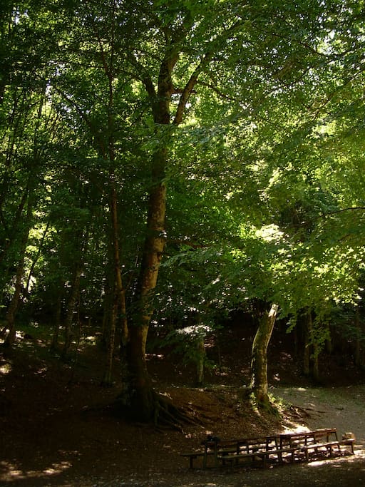La Foresta Umbra più vicina ancora