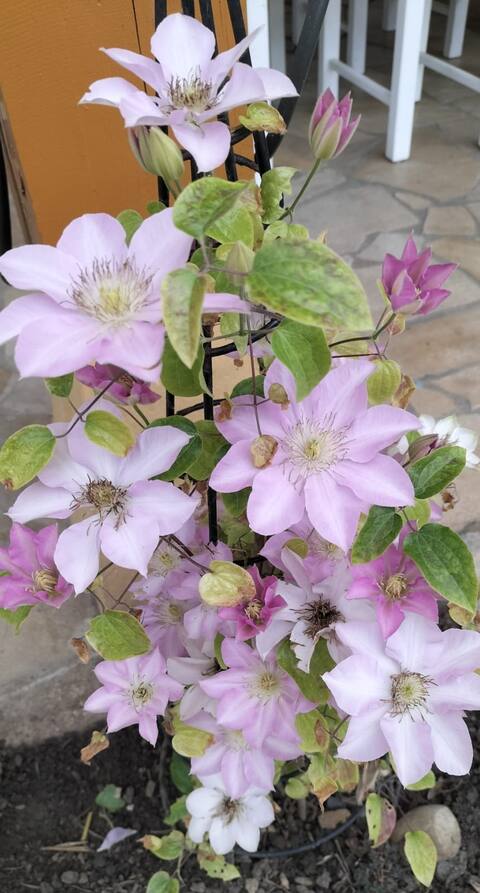 Cozy studio 15 km from Lyon, near Monts d 'Or.Sdb