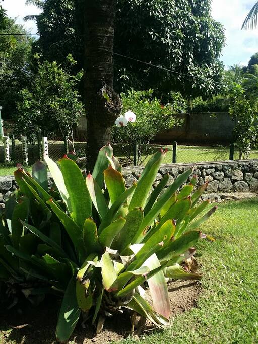 jardim dos fundos