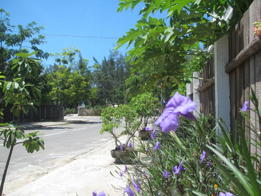 đại dương đằng sau cây thông