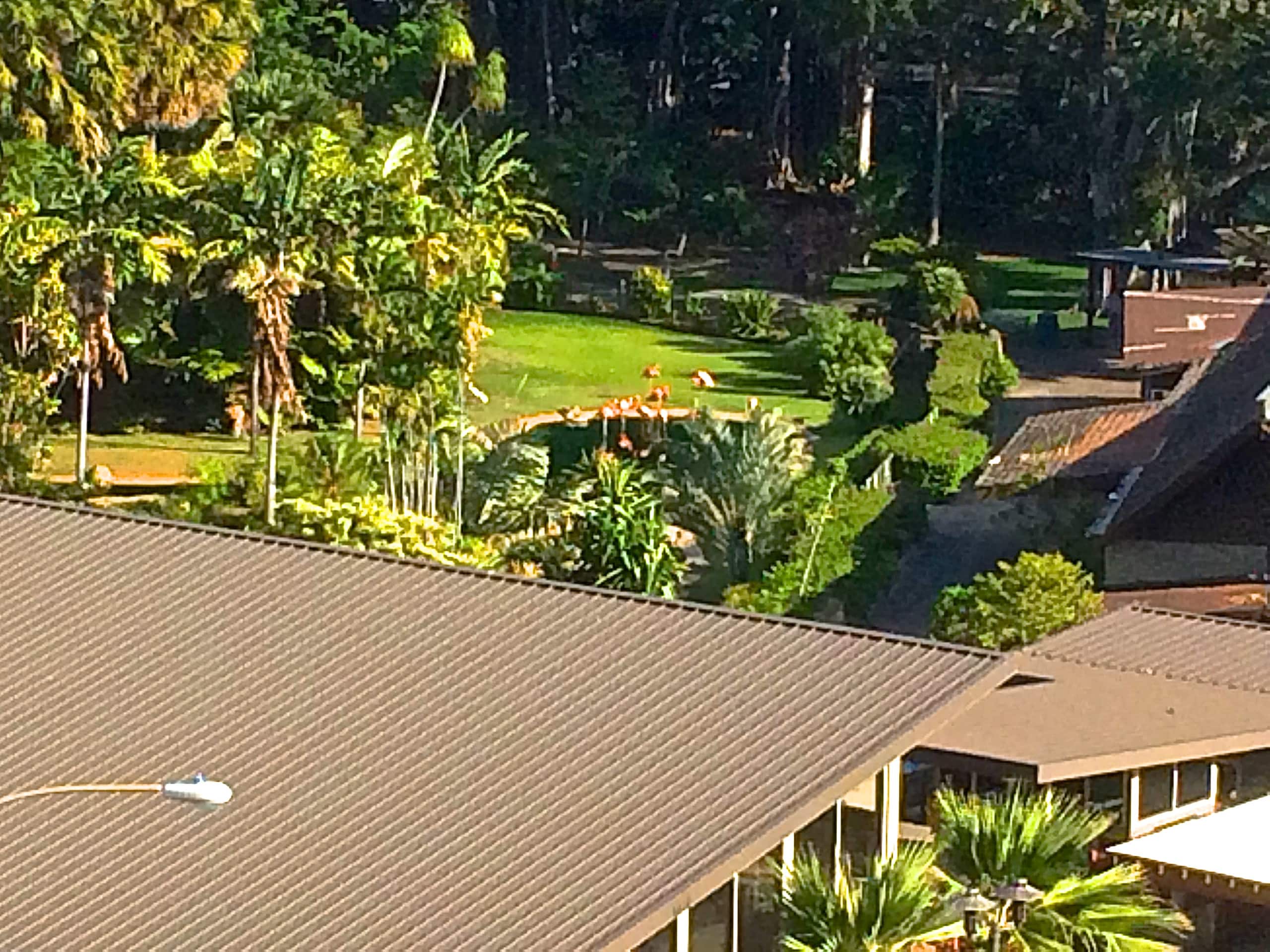 RARE HAWAIIAN DIAMOND - Image 78