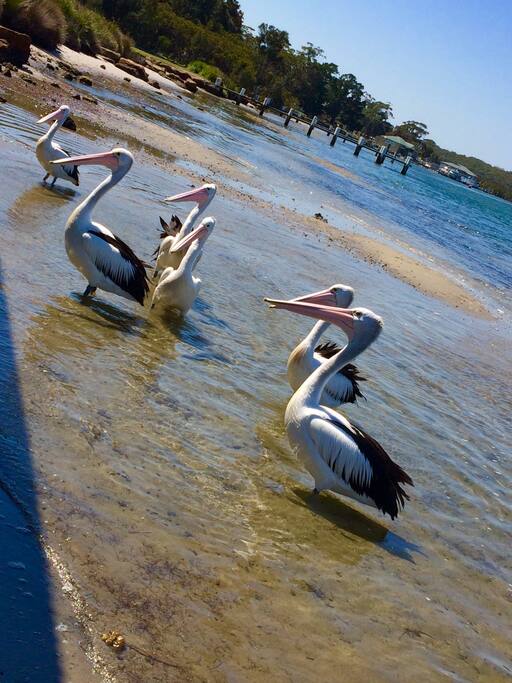 Locals on the look out for fish scraps