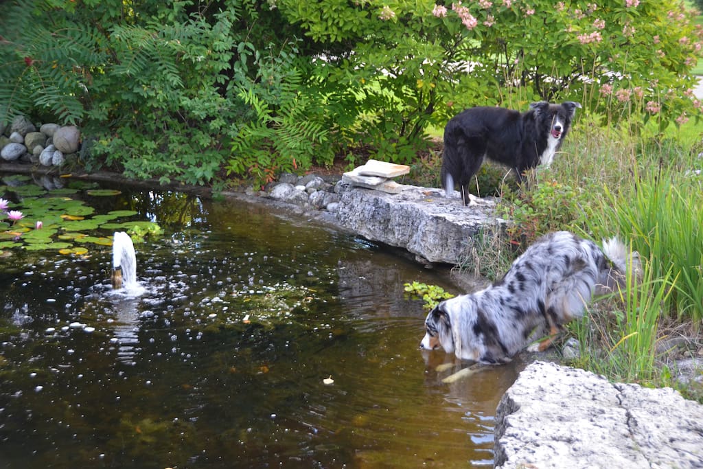 Dogs. Pond.