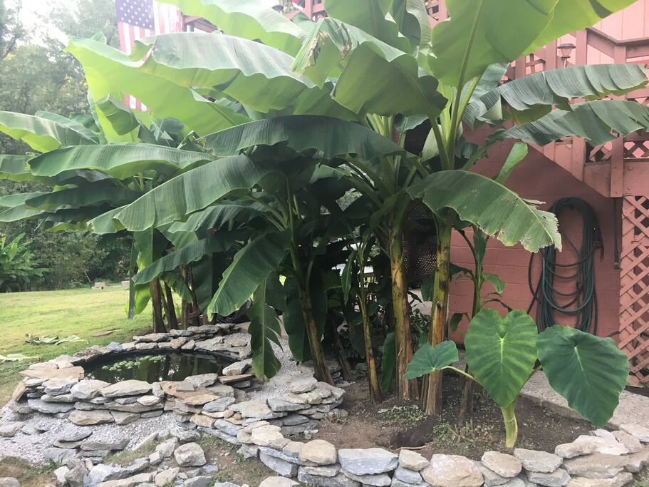 Tropical plants and fish pond around Patio