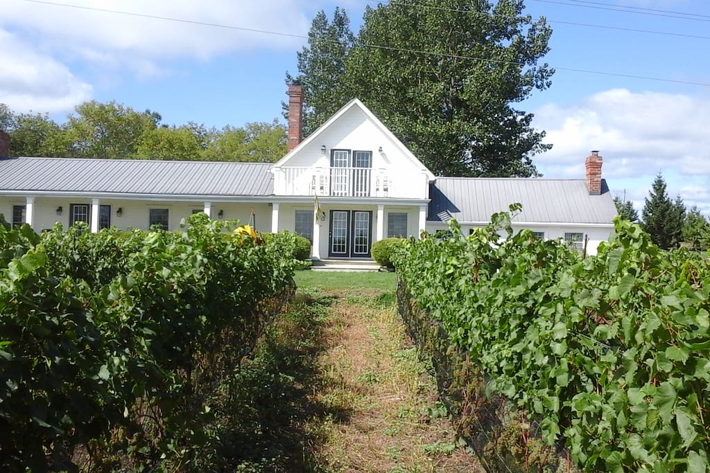 Cressy Longhouse is a converted apple barn and driveshed facing a vineyard of chardonnay