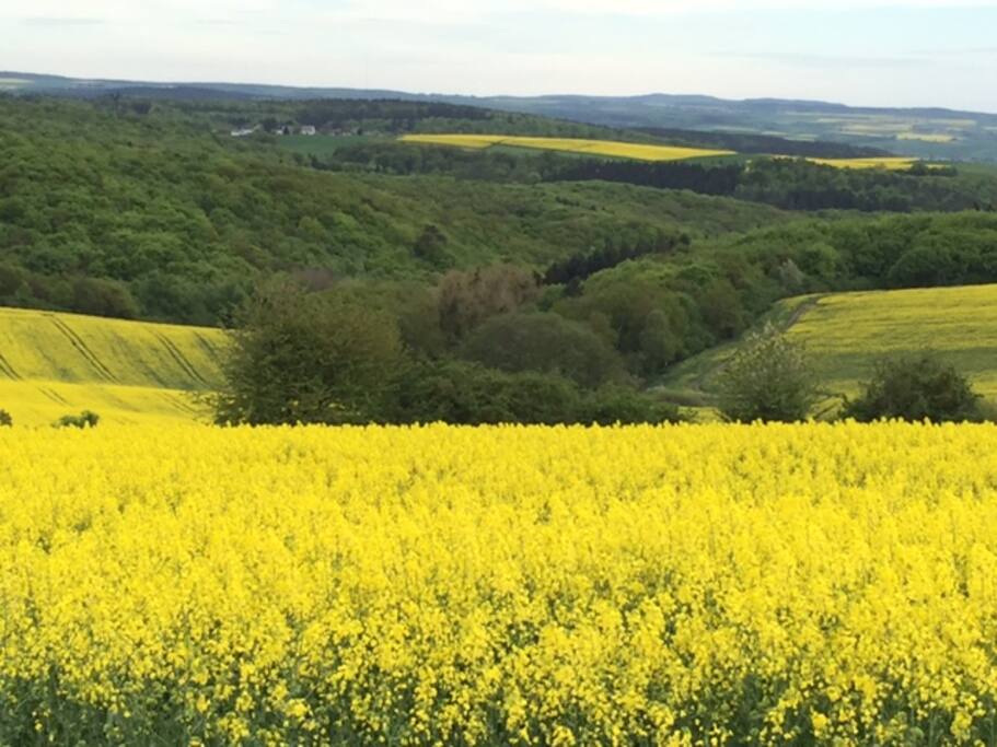 Frühling, Blick vom Hofgut Dachsborn