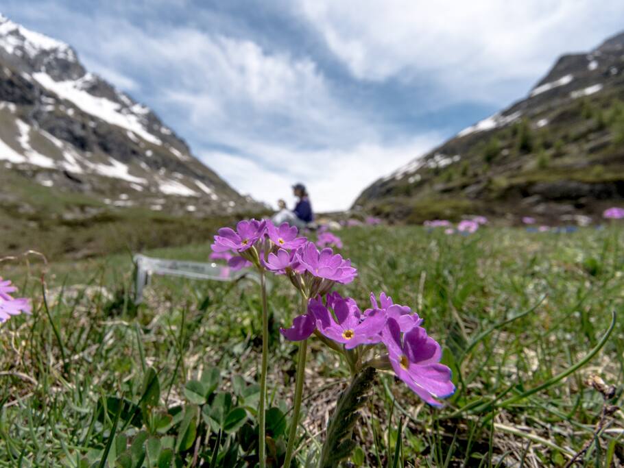 Cet été, venez découvrir les montagnes des Alpes