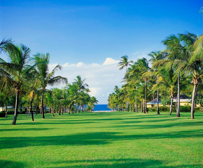 The signature Avenue of the Palms at Nisbet Plantation leads from the Great House to the beach.