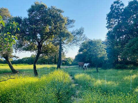 Immerse yourself in the heart of a herd of horses