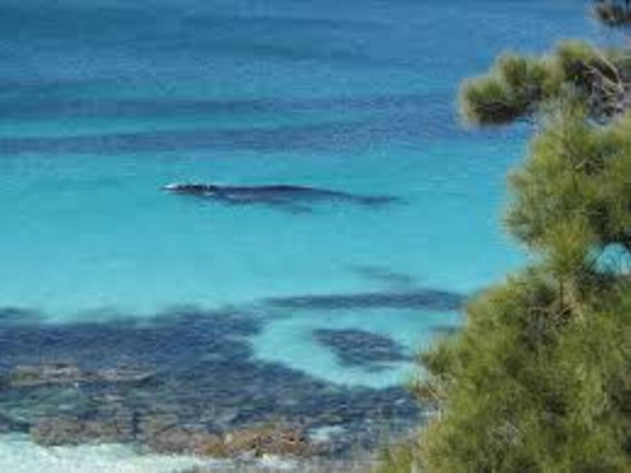 10 minutes away Whale off beach near Hyams Beach., the whitest sand in the world.