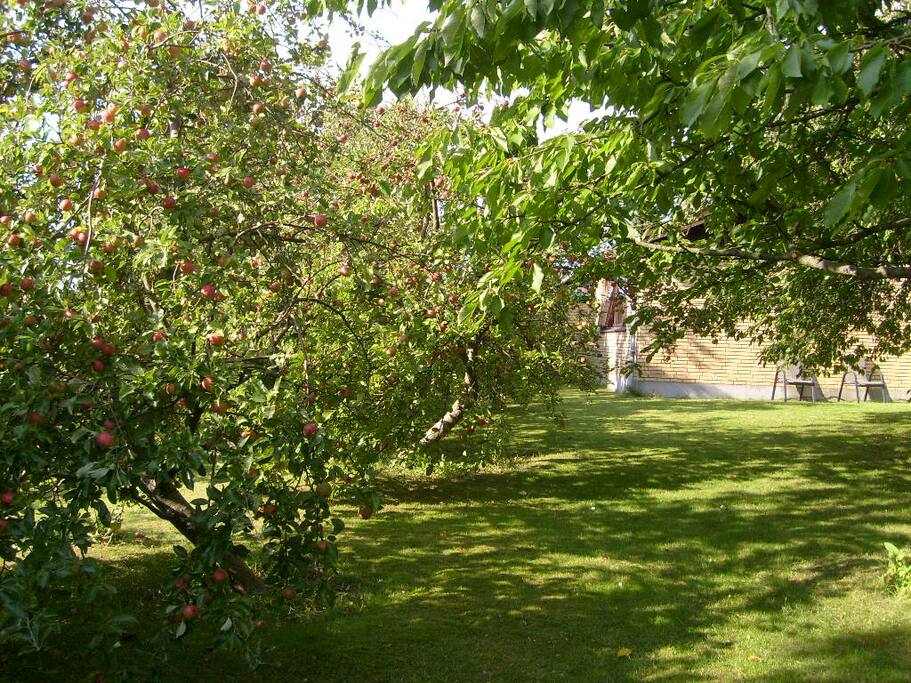 Min sommerhave