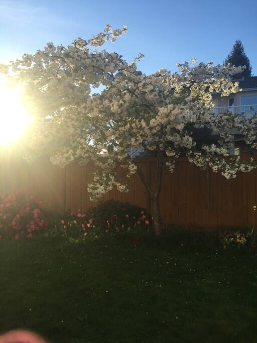 Sakura in the backyard