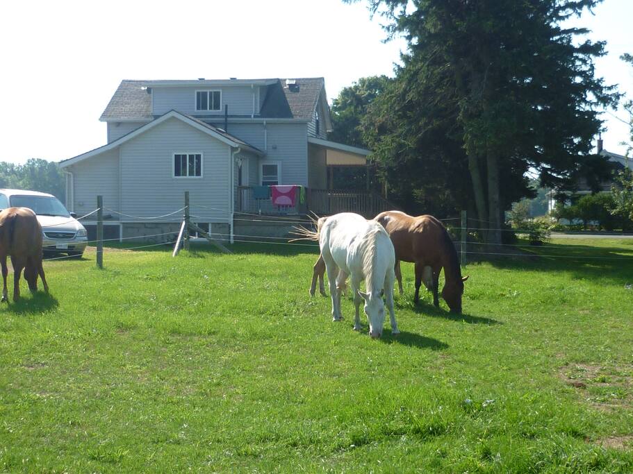 Back of the cottage , and the happy Appaloosas