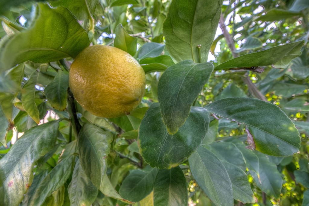 Please help yourself to fresh lemons!